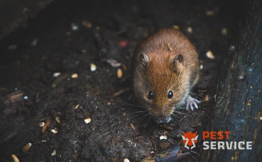 Дератизация в Красногорске